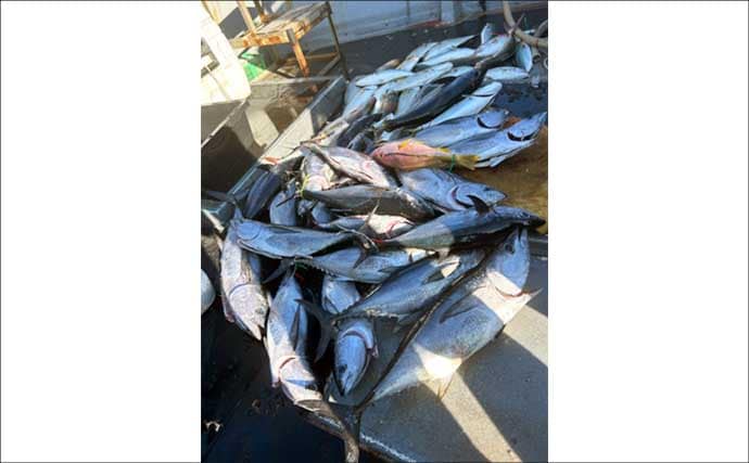【沖釣り釣果速報】家族で大興奮!落とし込み釣りでネリゴ入れ食い&青物乱舞(福岡)