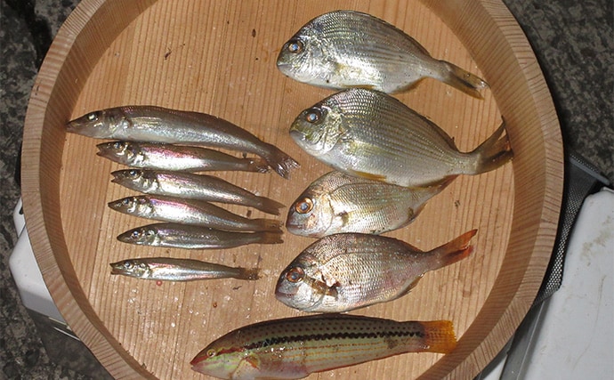 「秋は五目釣りの季節!」河口エリアの投げ&チョイ投げ釣りで8魚種キャッチ!【和歌山】