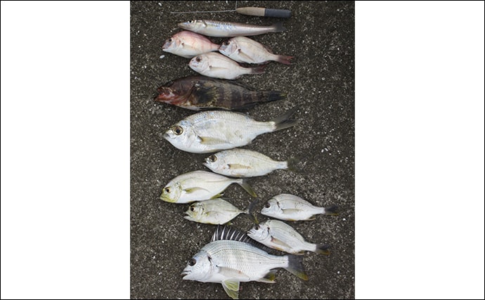 「秋は五目釣りの季節!」河口エリアの投げ&チョイ投げ釣りで8魚種キャッチ!【和歌山】