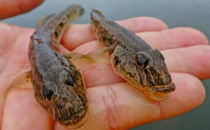 「雨予報でも行って正解！」田中川河口のチョイ投げ釣りでハゼ25匹キャッチ【三重・津市】