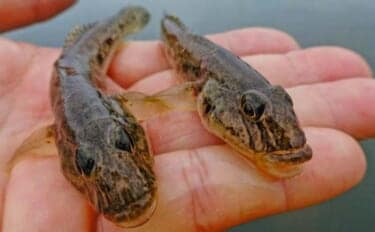 「雨予報でも行って正解!」田中川河口のチョイ投げ釣りでハゼ25匹キャッチ【三重・津市】