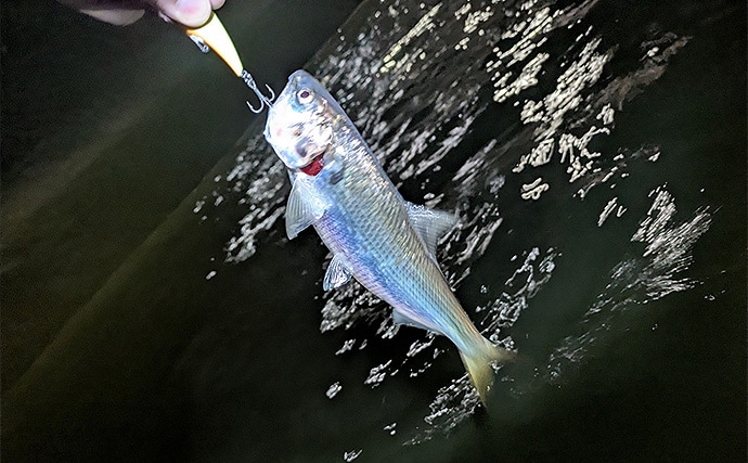 東京湾奥で75cm「極太」シーバス堂々浮上！ コノシロの群れに付く個体を狙い撃ち