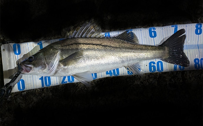 東京湾奥で75cm「極太」シーバス堂々浮上！ コノシロの群れに付く個体を狙い撃ち