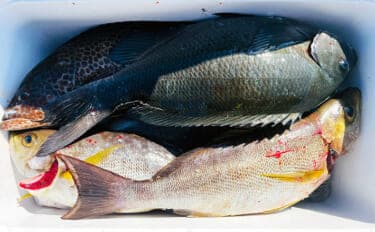 磯フカセ釣りで50cm級良型真鯛が連発！【大分】本命クロにイサキにオオモンハタと多彩釣果