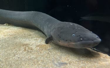 デンキウナギが発電する3つの理由 新たな電池の技術開発のヒントにも