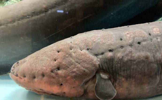 デンキウナギが発電する3つの理由　新たな電池の技術開発のヒントにも