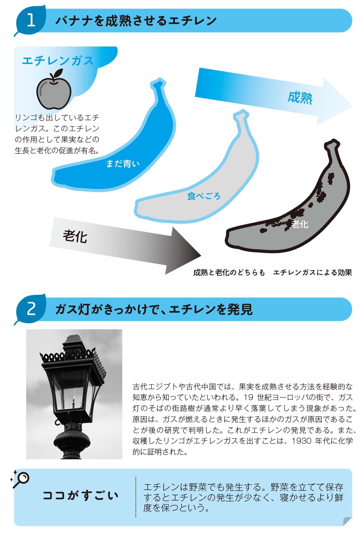 バナナを成熟させるエチレン