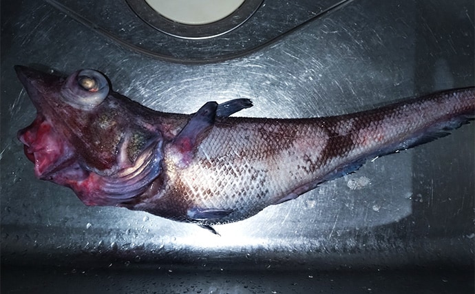 漁師さんからもらった深海魚「トウジン」を鍋にして食べてみた　見た目は微妙も味は美味