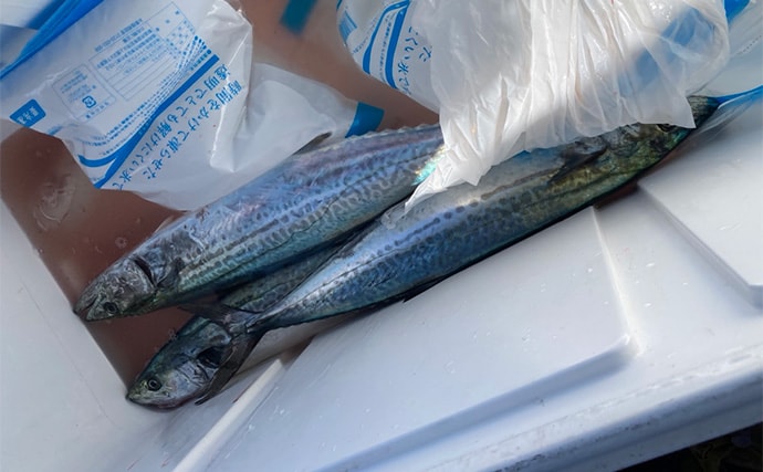 奥伊勢湾のサワラキャスティングゲームで60cm級サゴシ手中　スロージャークに反応