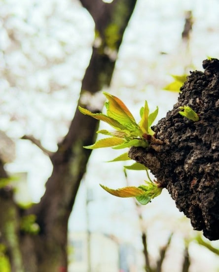 Instagram:小渕健太郎(@kobukuro_kobuchi_official)より