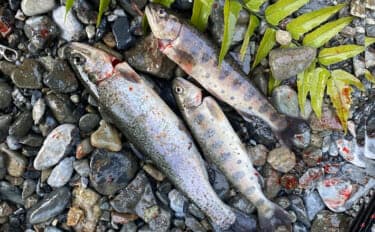 解禁直後の奥多摩で渓流釣りを堪能 エサ釣りでニジマスにヤマメを手中