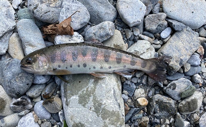 解禁直後の奥多摩で渓流釣りを堪能　エサ釣りでニジマスにヤマメを手中