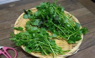 「野草採りのシーズン到来!」 毒草の勉強をして荒川河川敷でセリとクレソンを採取成功