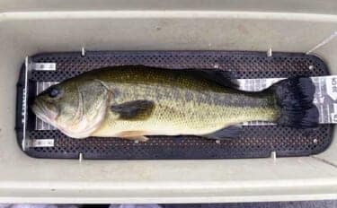 「魚探トラブルを克服!」ネコリグを使って47cm良型バスをキャッチ【三重・比奈知ダム】