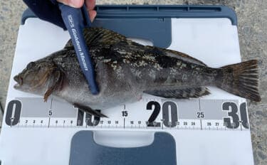 初心者にもオススメ! 【真冬の堤防で釣ることができる美味しいサカナ4選】