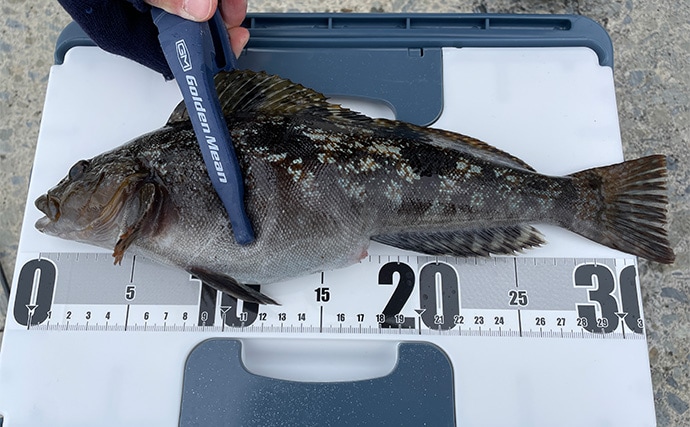 初心者にもオススメ！ 【真冬の堤防で釣ることができる美味しいサカナ4選】