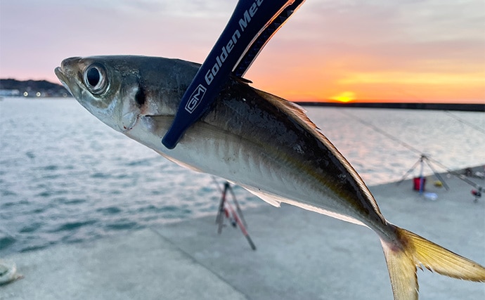 初心者にもオススメ！ 【真冬の堤防で釣ることができる美味しいサカナ4選】
