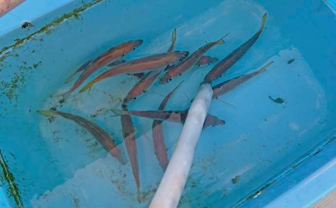 「台風明けの鳥羽沖で多魚種乱舞!」タテ釣りでハマチ&マトウダイ&ウッカリカサゴ好捕【三重】