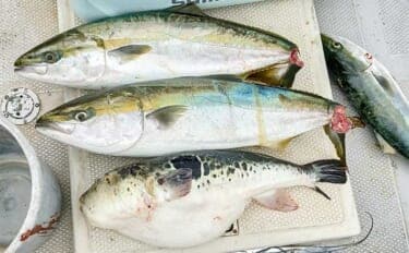師崎沖のジギングでブリ2匹&ワラサを手中!【愛知】タチウオに食らいついた珍客トラフグも登場