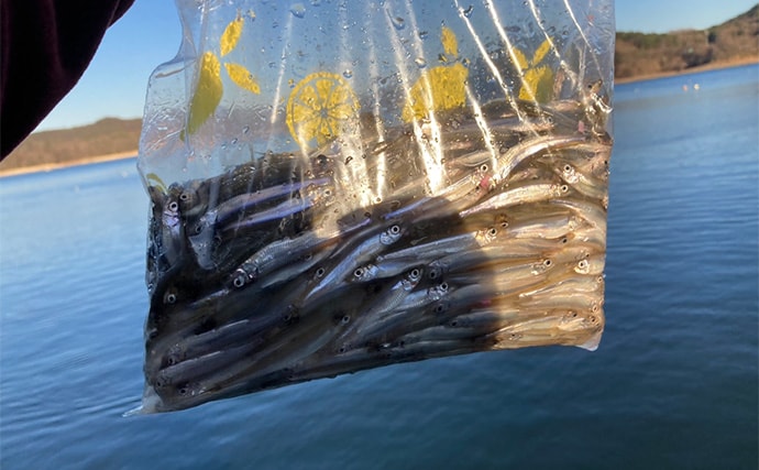 入鹿池ボートワカサギ釣りが絶好調！【愛知】魚影濃く本命638匹を手中
