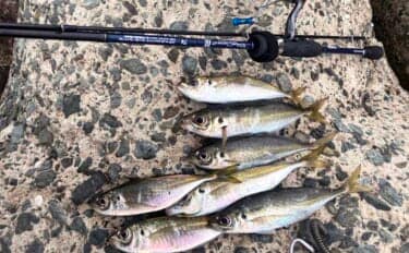 「不発から一転！」志賀島のライトゲームでヒラセイゴ40cm超と良型アジ連発【福岡】