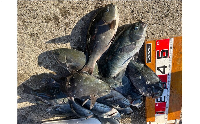 磯フカセ釣りで48cmクロ（メジナ）が浮上！【大分】好ゲストにシマアジも登場