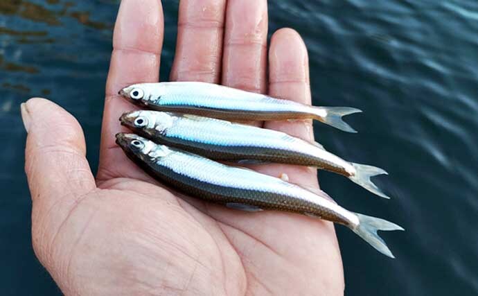 「平均サイズ上々！」西湖のボートワカサギ釣りで12cm級中心に193尾【山梨】