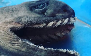 奇妙な見た目&特異的な深海ザメ『ラブカ』の魅力 生体・標本が見られる場所とは?