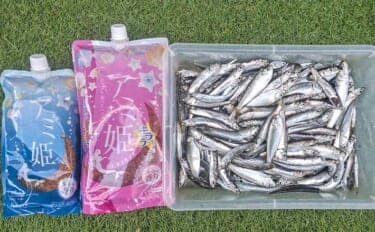 検見川浜突堤のサビキ釣りでカタクチイワシ100尾超え!【千葉】サッパやマイワシもヒット