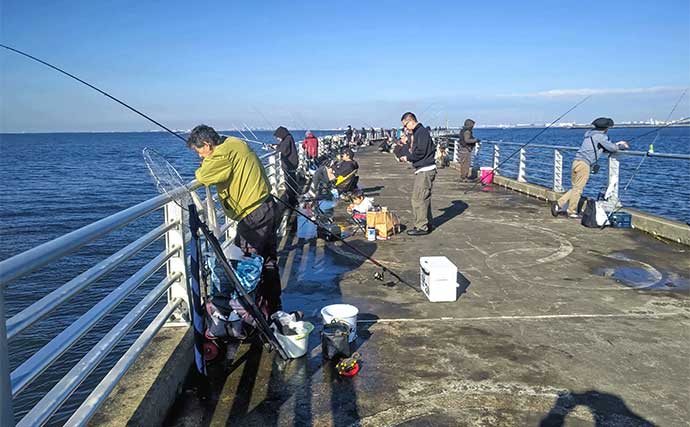 検見川浜突堤のサビキ釣りでカタクチイワシ100尾超え！【千葉】サッパやマイワシもヒット