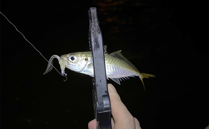 赤潮の垂水漁港でのアジング釣行でアジ10尾キャッチ【兵庫】サイズは8cm級