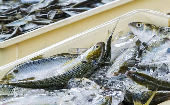 「2048年までに食卓から魚が消えてしまうかも?」 3つの要因と対策について紹介