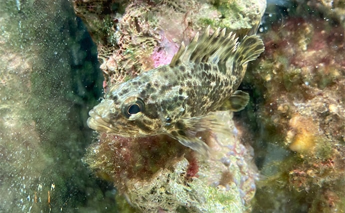 「最初はこれだけあればOK！」　魚の飼育に最低限必要なアイテム7選