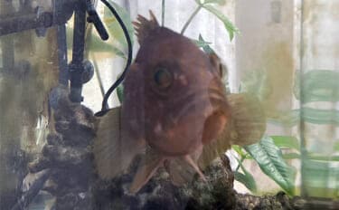 「最初はこれだけあればOK!」 魚の飼育に最低限必要なアイテム7選