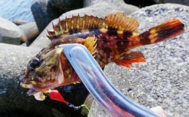 厳冬期の穴釣りで15cm級カサゴ手中【三重】消波ブロック帯を丁寧に攻めて快心の一匹