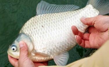 吉田康雄のザ・チャレンジへらぶな【早春の霞ヶ浦で一発勝負！！#3】