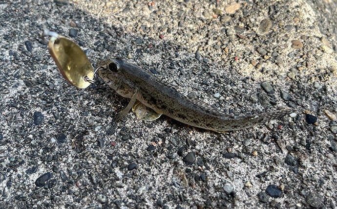 初めて買うルアーは「ダイソーの5gスプーン」で決まり！　コスパ高い＆しっかり釣れる