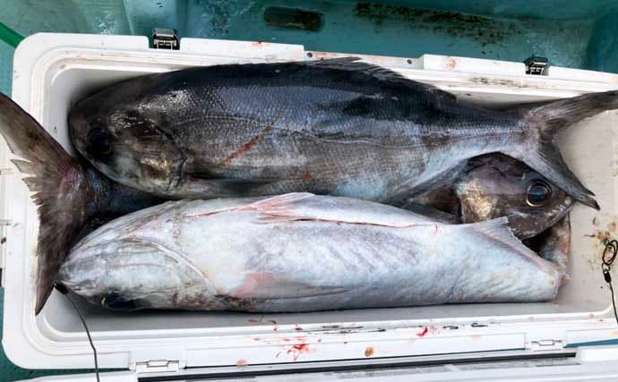 【沖釣り釣果速報】茱崎沖の中深海釣りでマダラ好食い！肉厚良型が続々浮上（北陸）