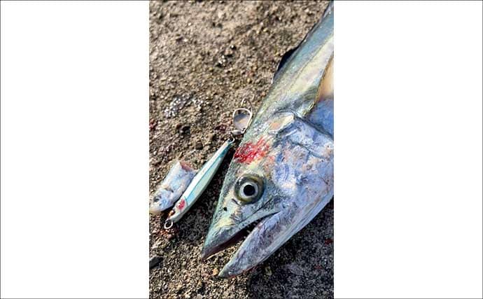 午後の時合いにサゴシ5連発！【大阪南港魚つり園】メタルジグ速巻きに好反応