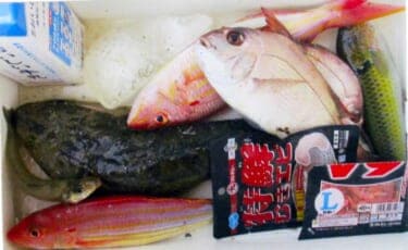 投げカレイ釣りで本命不発も52cm良型マゴチにマダイをキャッチ【大分】