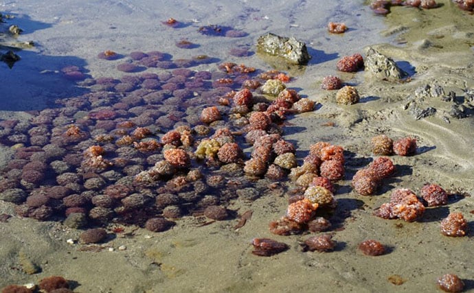 「魚卵好きの日本人なら分かって当然?」キャビア、カラスミ、ブリコ・・何の魚の卵?