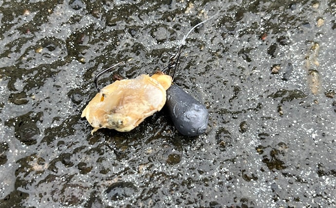 「冷凍アサリ+直リグ=アサリグ」でアタリ連発!【静岡】チヌにへダイをキャッチ成功