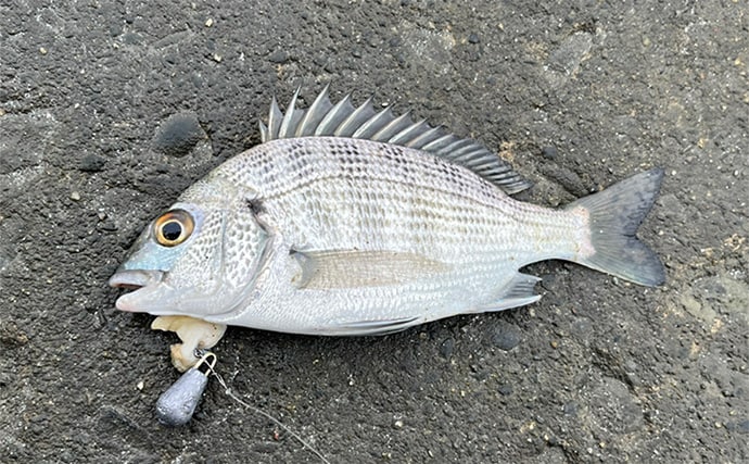 「冷凍アサリ+直リグ=アサリグ」でアタリ連発!【静岡】チヌにへダイをキャッチ成功