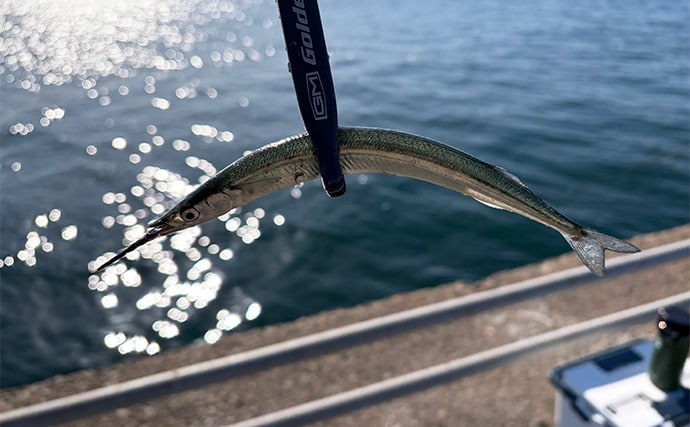 「大群なのになぜ釣れない？」サヨリ釣りで初めは苦戦も50匹好捕【鹿島港魚釣園】