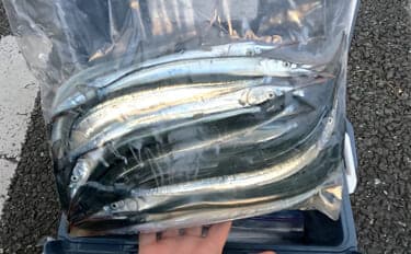 「大群なのになぜ釣れない？」サヨリ釣りで初めは苦戦も50匹好捕【鹿島港魚釣園】