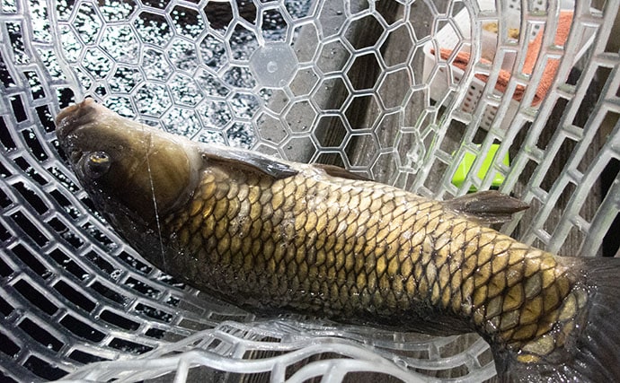 「屋内釣り堀は荒天時の強い味方！」 つり堀太郎でコイ釣りを満喫【千葉】