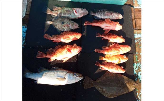 【沖釣り釣果速報】トラフグに座布団ヒラメ乱舞！泳がせ＆カットウで高級魚続々（三重）