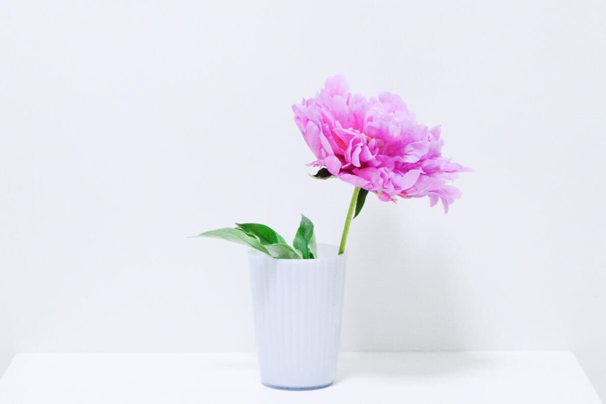 セリアの花瓶おすすめ6選｜大きめのものやおしゃれな一輪挿しも紹介