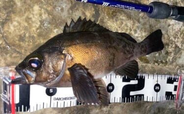 フロートリグ専用のメバリングロッドは必要？ 他釣り物にも流用可能で実用性高し