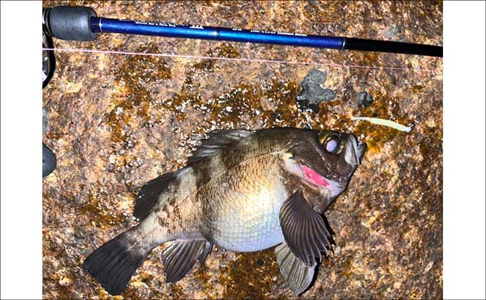 フロートリグ専用のメバリングロッドは必要？ 他釣り物にも流用可能で実用性高し